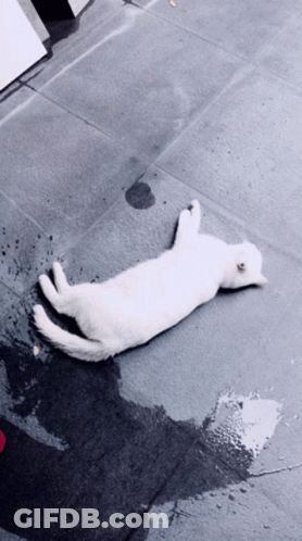 White Cat Laying On Wet Tile Floor GIF