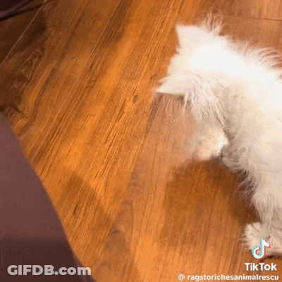 White Cat Laying On Wooden Floor GIF