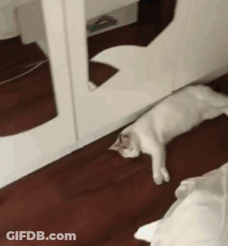 White Cat Laying On Wooden Floor In Front Of Mirror GIF