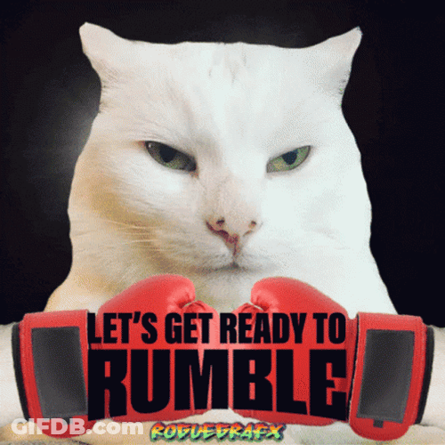 White Cat Let's Get Ready To Rumble GIF