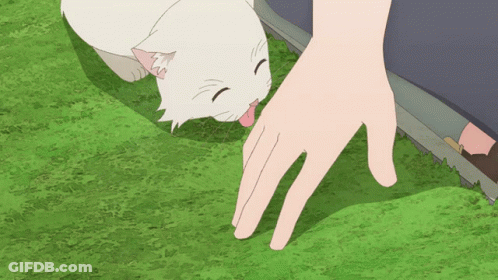 White Cat Licking Hand On Grass GIF
