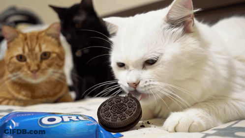 White Cat Licking Oreo Cookie GIF