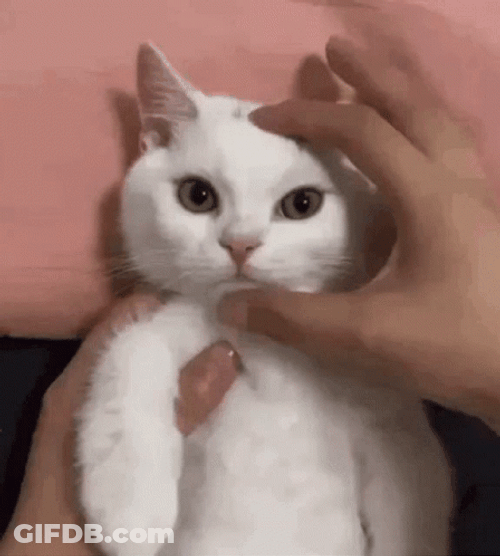 White Cat Looking Angry Pinch Face GIF