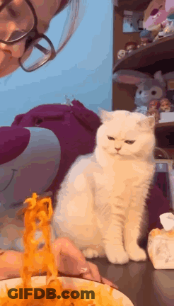 White Cat Looking At Bowl Of Noodles GIF