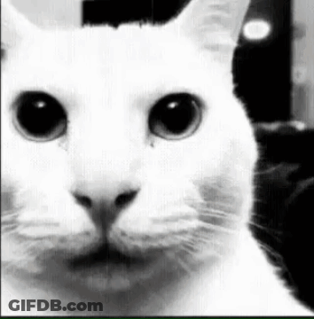 White Cat Looking At Camera Black And White GIF