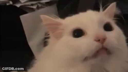 White Cat Looking At Camera GIF
