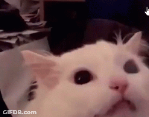 White Cat Looking At Camera GIF