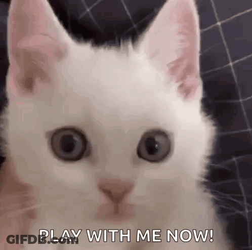 White Cat Looking At Camera Saying Play With Me Now GIF