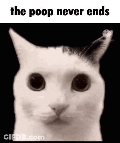 White Cat Looking At Camera The Poop Never Ends GIF