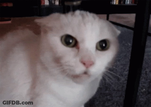 White Cat Looking At Camera GIF