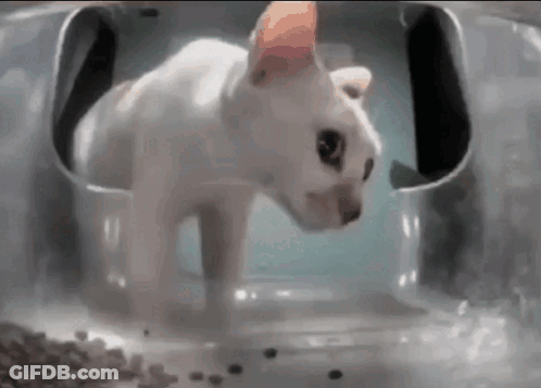 White Cat Looking At Food GIF