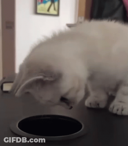 White Cat Looking Into Hole In Table GIF