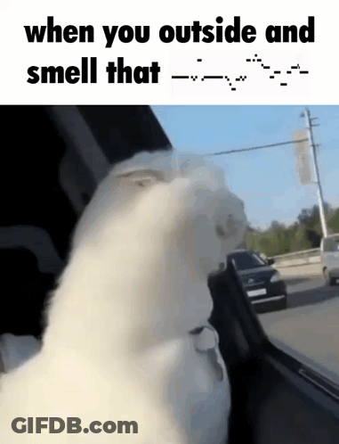 White Cat Looking Out Car Window Saying When You Outside And Smell That GIF