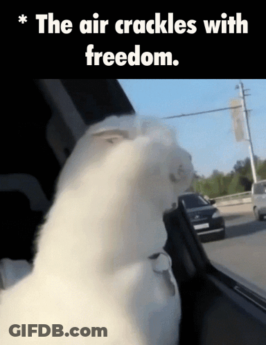 White Cat Looking Out Car Window The Air Crackles With Freedom GIF