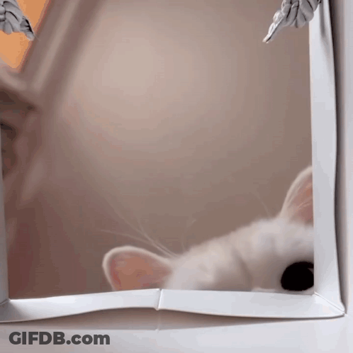 White Cat Looking Out Window GIF