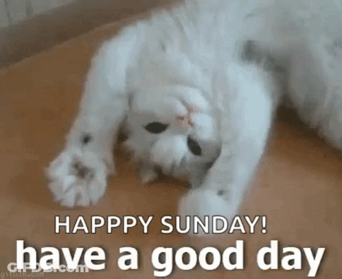 White Cat Lying Back Happy Sunday GIF