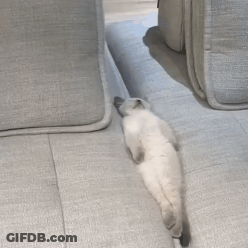 White Cat Lying Crossed Legs GIF