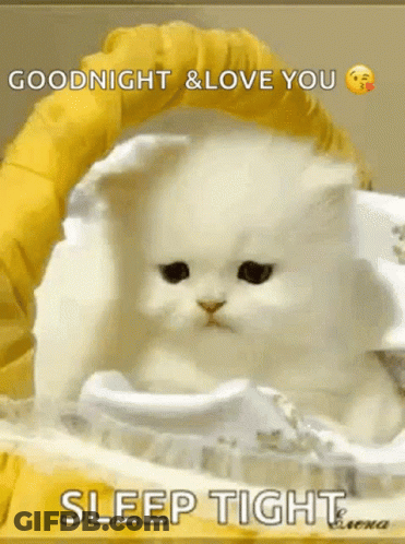 White Cat Lying In Yellow Blanket Saying Goodnight GIF