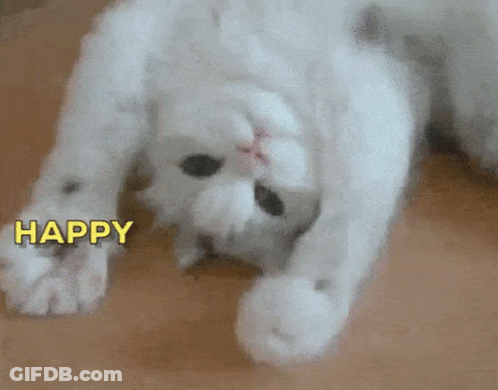 White Cat Lying On Back Happy GIF
