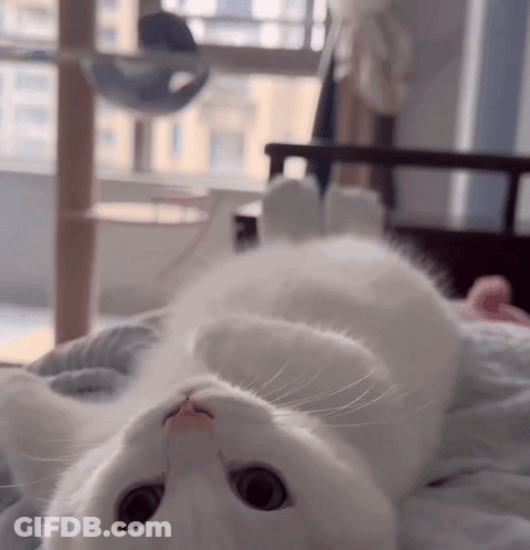 White Cat Lying On Back On Bed GIF