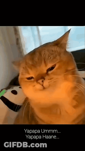 White Cat Lying On Back On Bed GIF
