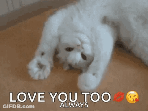 White Cat Lying On Back Saying Love You Too Always GIF