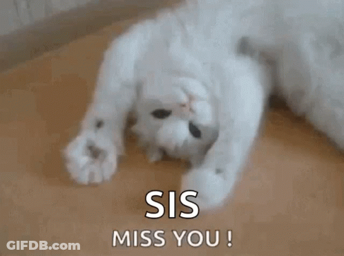 White Cat Lying On Back Sis Miss You GIF