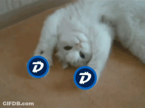 White Cat Lying On Back With Blue D Circles GIF