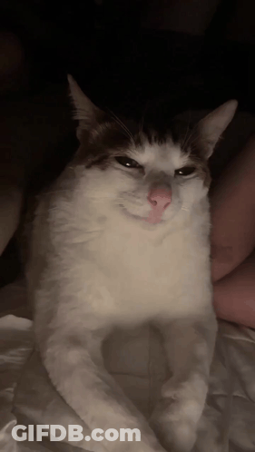 White Cat Lying On Bed GIF