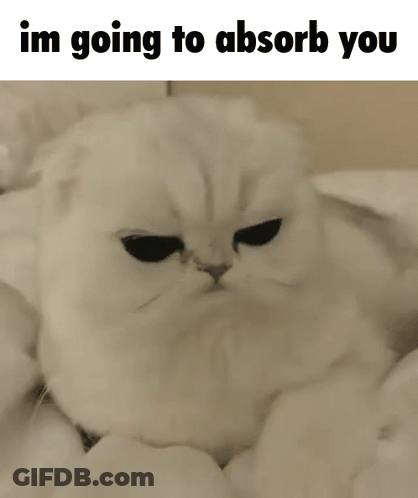 White Cat Lying On Bed Im Going To Absorb You GIF