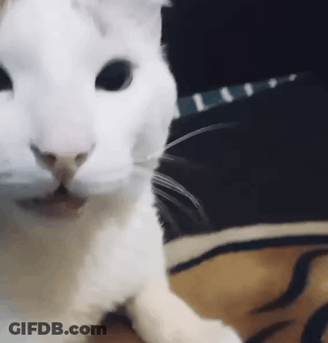 White Cat Lying On Bed GIF