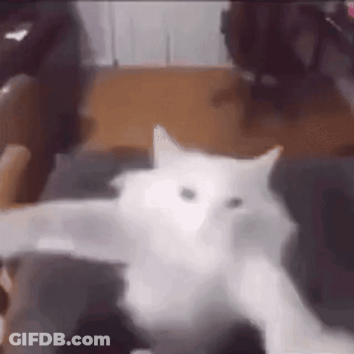 White Cat Lying On Couch GIF