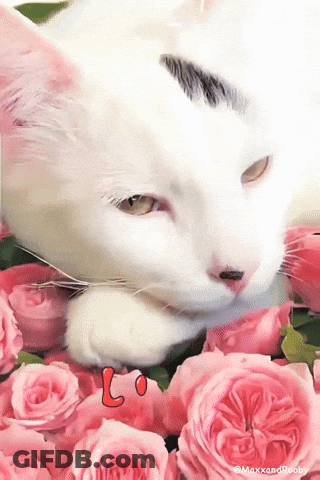 White Cat Lying On Pink Roses GIF