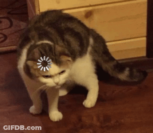 White Cat Making Fist On Lap GIF