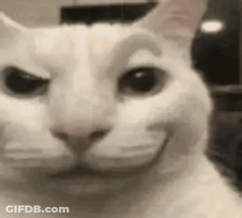 White Cat Making Funny Face Eyes Closed GIF