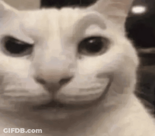 White Cat Making Funny Face GIF
