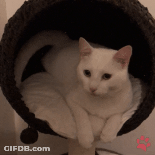 White Cat Meowing GIF