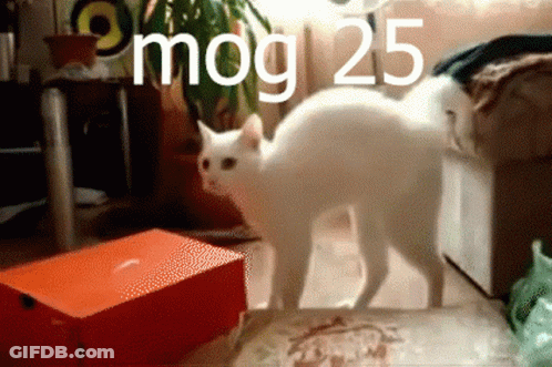 White Cat Next To Red Box 25 GIF