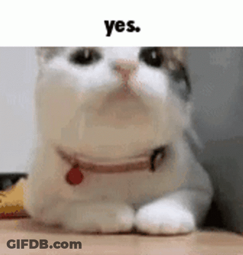 White Cat Nodding Yess GIF