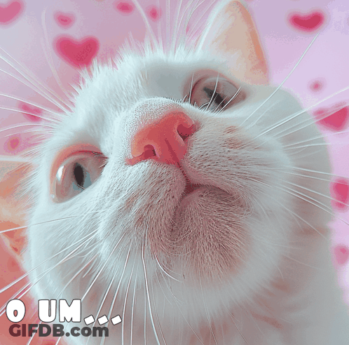 White Cat Nose Sniff GIF