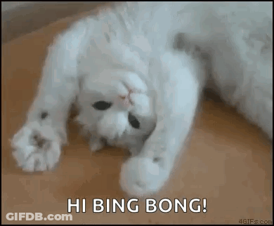 White Cat On Back Saying Hi Bing Bong GIF