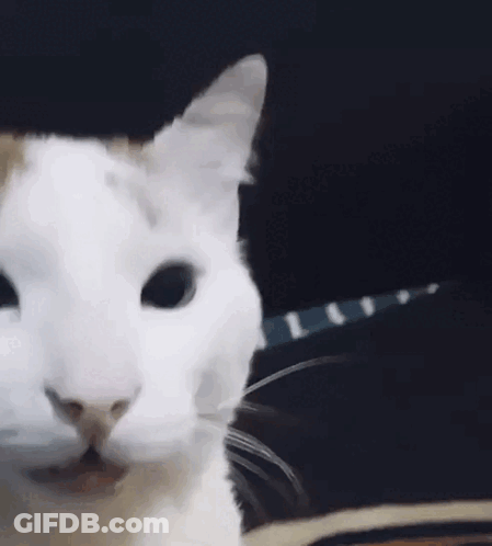 White Cat On Black Background Looking At Camera GIF