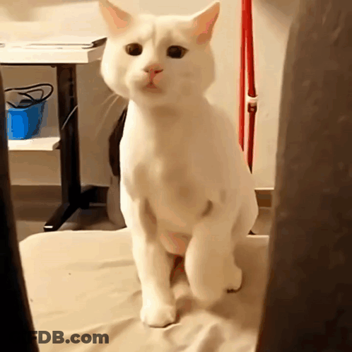 White Cat On Couch Looking At Camera GIF