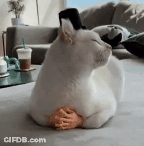 White Cat On Couch With Toy Hand Feet GIF
