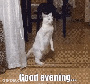White Cat On Hind Legs Saying Good Evening GIF