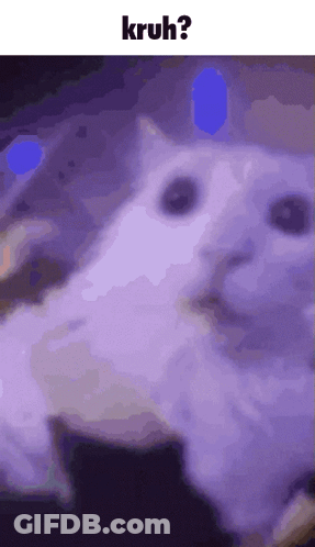 White Cat On Purple Background With Kruh GIF
