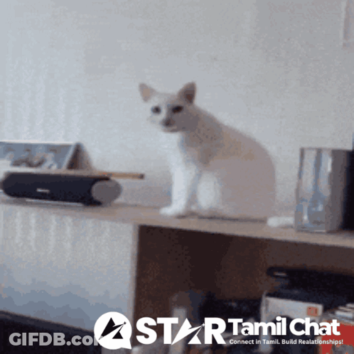 White Cat On Shelf With Star Tamil Chat Logo GIF
