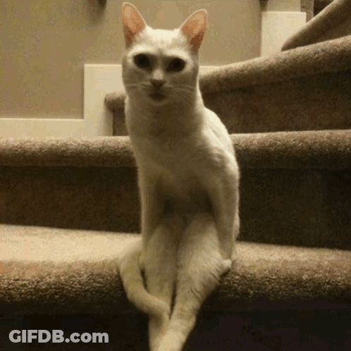 White Cat On Stairs Looking At Camera GIF