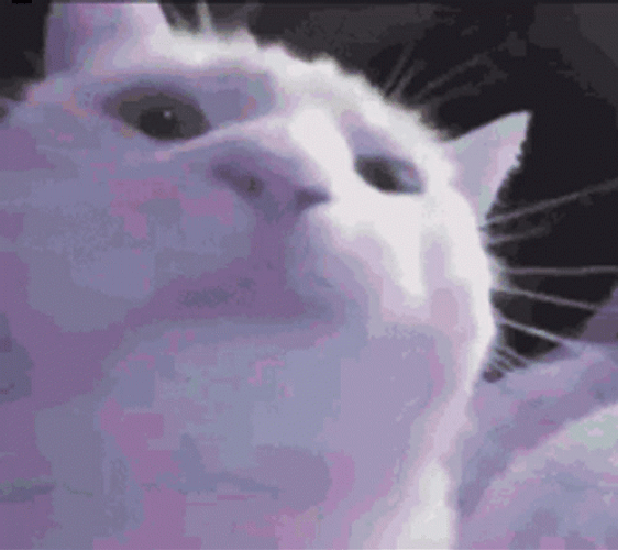 White Cat Partying Vibes GIF
