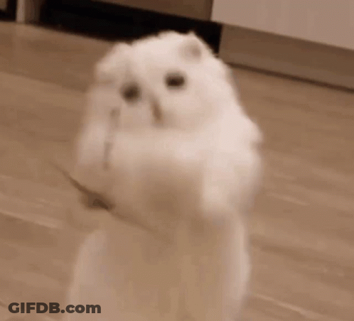 White Cat Playing With Toy GIF